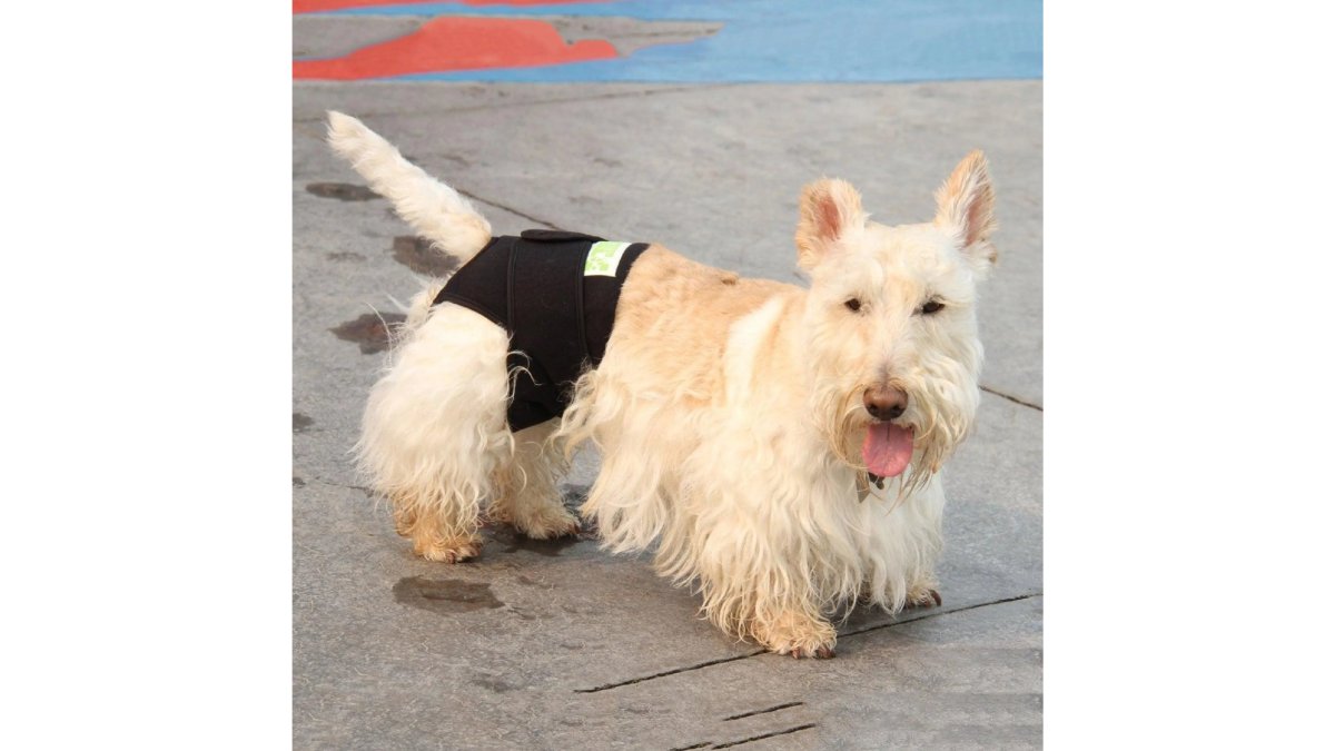 How to Train a Dog With Separation Anxiety